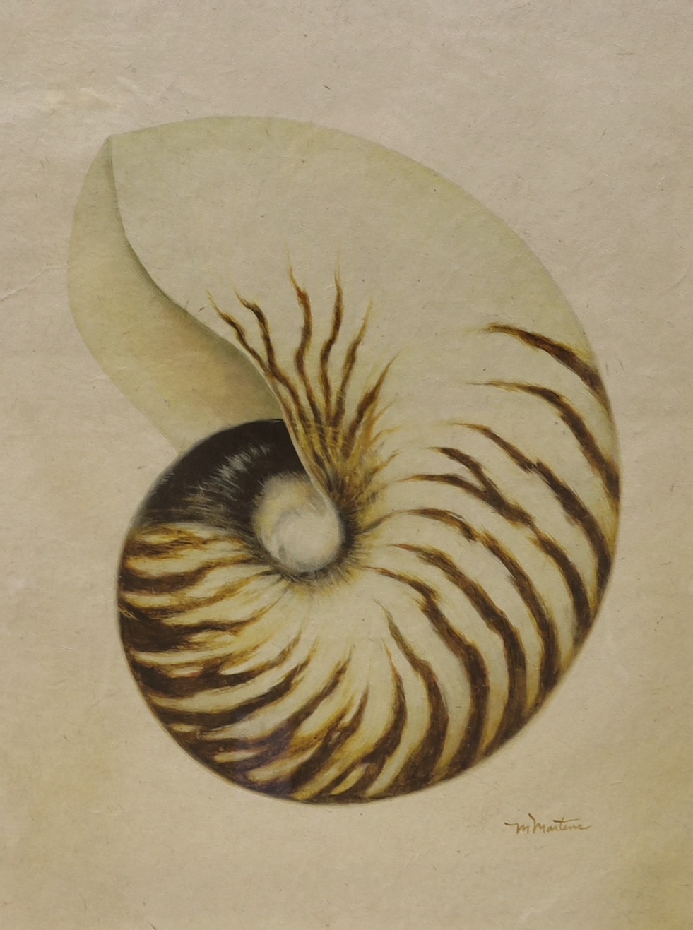 A set of four contemporary Giclee prints, studies of sea shells, in walnut frames, 43 x 29cm